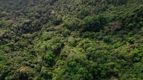 Fly Dense Tropical Rainforest Samui Thailand — Vídeo de Stock