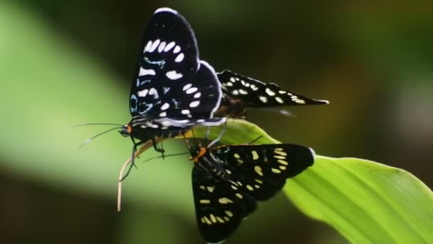 Farfalla Nera Coppia Con Appollaiato Ramo Nel Cortile — Video Stock