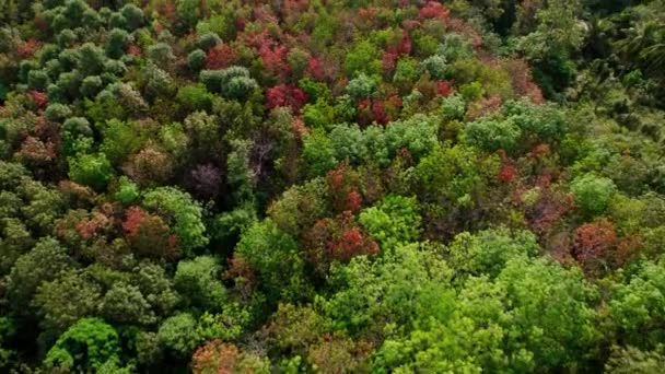 Top View Tropical Rainforest Green Red Foliage Trees Canopy Thailand — Video