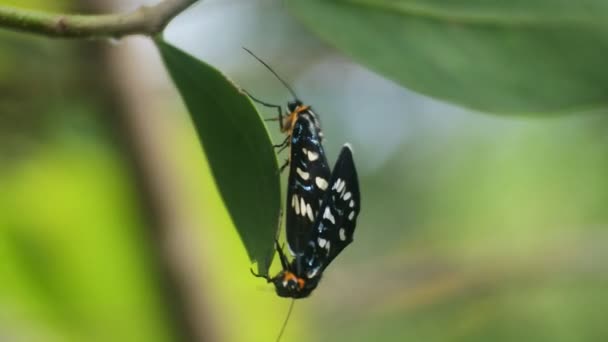Schwarzer Schmetterling Der Auf Einem Ast Hinterhof Hockt Video — Stockvideo