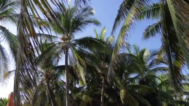 Green Coconut Palm Trees Blue Clear Sky Tropical Island Mexico — Vídeos de Stock