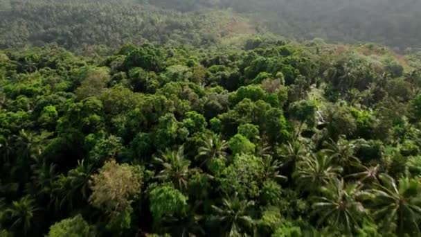 Fly Natural Landscape Tropical Rainforest Samui Thailand — Vídeo de Stock