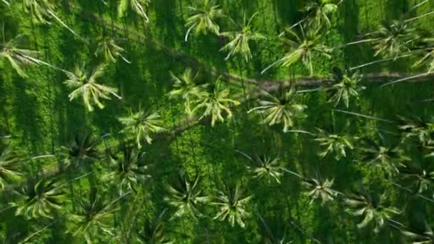 泰国椰子树人工林空中俯瞰模式 自然景观 — 图库视频影像