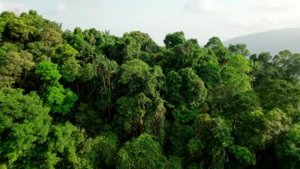 Tayland Samui Dağlarında Yoğun Yağmur Ormanı Sahne Açılıyor — Stok video
