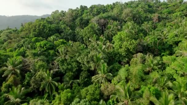 Tropical Rainforest Landscape Jungle Mountains Samui Thailand — стоковое видео