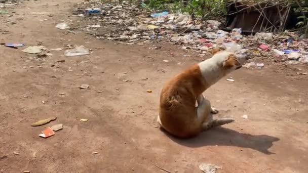 在垃圾堆附近的地面上坐着遛狗 并自行狼吞虎咽 — 图库视频影像