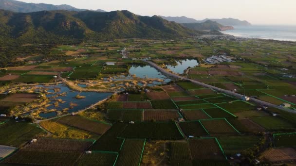 Amazing View Grape Fields Nui Chua National Park Vietnam Aerial — Wideo stockowe
