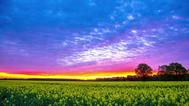 Färgglada Solnedgång Himmel Timelapse Med Upplysta Moln Över Rapsfrö Fält — Stockvideo