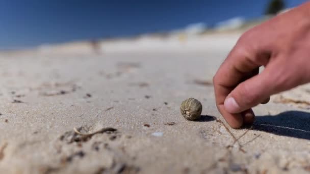 Finger Beim Gehen Und Treten Eines Angespülten Seeigels Vertrockneten Einem — Stockvideo