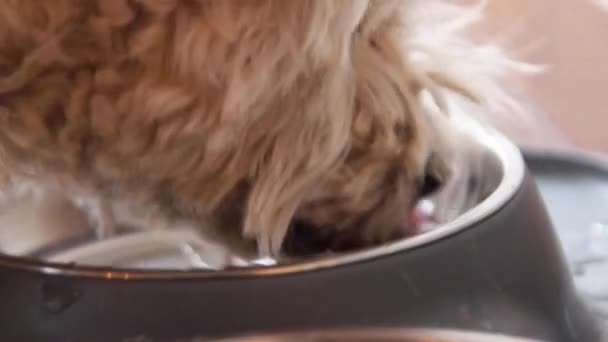 狗在家里用碗里的水喝水 西部高地猎犬 宠物狗饮水特写 — 图库视频影像