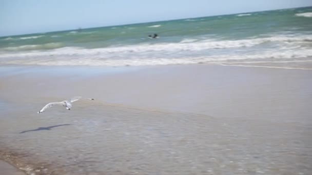 青い空の日には 穏やかな混雑したビーチで海藻と浅い海でカモメの土地を飛んで — ストック動画
