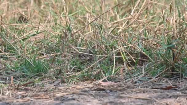 Sett Födosök Gräset Varm Sommardag Indokinesiska Bush Lark Mirafra Erythrocephala — Stockvideo