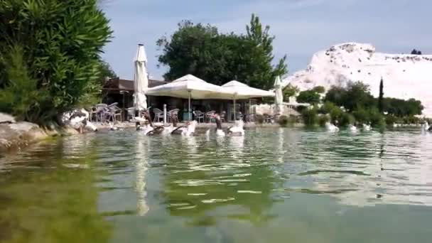 在土耳其帕穆克卡莱 一群鹅夏天在湖上游泳 土耳其帕穆克卡莱湖中的鸭子和Geeses在游泳 — 图库视频影像