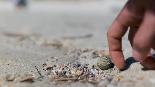 白砂の海岸で干上がったウニを指でフリック — ストック動画
