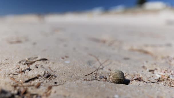 Lavado Louça Ouriço Mar Secou Uma Praia Areia Branca Ventosa — Vídeo de Stock