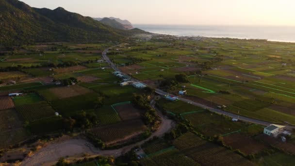 Green Agricultural Fields Nui Chua Vietnam Aerial Shot — Stockvideo