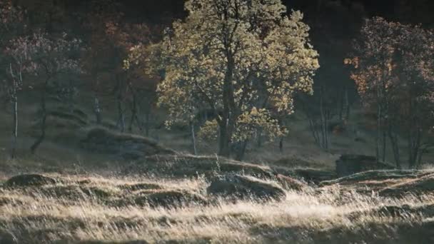 Bir Sonbahar Tundra Manzarası Ağaçlar Çimenler Rüzgarda Sallanıyor Yavaş Çekim — Stok video