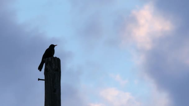 Silhouette Dark Bird Pole Clouds Passing — Stockvideo