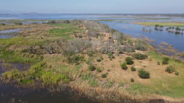 Descending Aerial Footage Island Middle Bueng Boraphet Lake Teeming Wildlife — Wideo stockowe