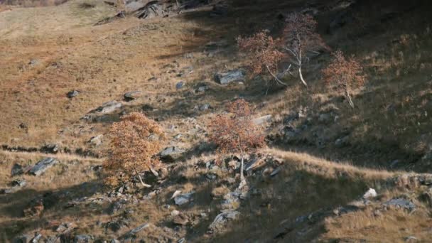 狭窄的小径蜿蜒曲折着 心想着秋天的山谷 慢动作 空中景观 — 图库视频影像