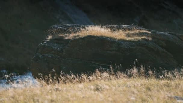 Een Enorme Steen Oever Van Rivier Droge Gras Zwaaiend Wind — Stockvideo