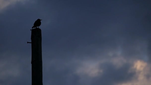 Dark Silhouette Bird Pole Stormy Weather — стоковое видео