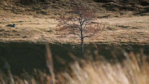 一棵孤零零的树在阳光照耀的田野里 摇曳的青草在前景中 — 图库视频影像