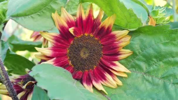 Ornamental Decorative Sunflower Yellow Red Petals Swayed Wind Hobbies Gardening — Video Stock