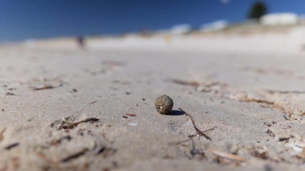 Омитий Морський Їжак Висох Вітряному Білому Піщаному Узбережжі Поруч Морськими — стокове відео