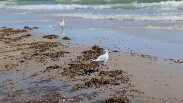 Seagull Walks Beach Shallow Ocean Seaweed Clear Blue Sky Day — Vídeo de Stock