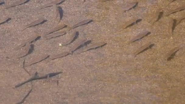 在它们形成对角线的过程中不断变化的地方 然后一片干枯的叶子从右边飘向左边 这就是泰国怀卡昂野生动物保护区的溪流中的鱼 — 图库视频影像