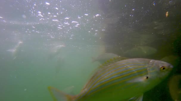 Lento Movimiento Grupo Peces Sarpa Salpa — Vídeos de Stock