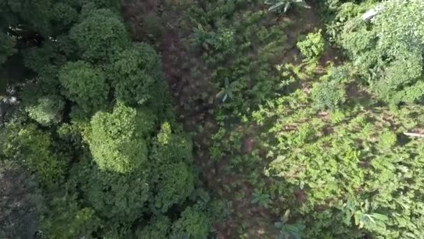 Nature Aerial View Drone Flight — Vídeo de Stock