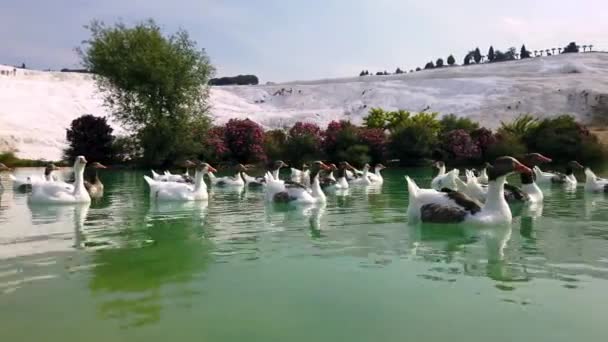 Zamknij Panoramiczne Ujęcie Kaczek Wodzie Wiele Kaczek Pływa Stawie Pamukkale — Wideo stockowe