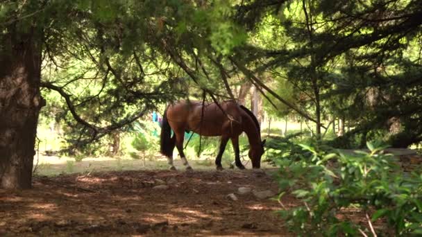 Wilde Paarden Grazen Overdag Onder Bomen Statisch Schot — Stockvideo