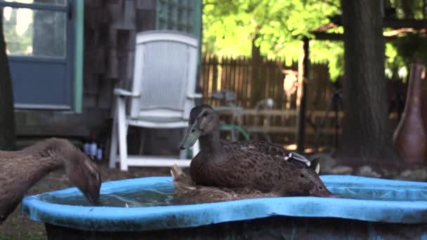 3頭の黒いアヒルがバケツの中で水で身を洗い 羽を掃除し ビデオ鶏肉浴をし ゆっくりとした動きのアヒルが水を演奏する — ストック動画