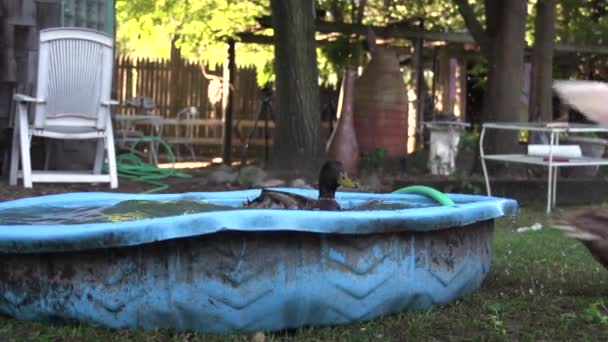 Dois Patos Pretos Lavando Balde Cheio Água Penas Limpeza Vídeo — Vídeo de Stock