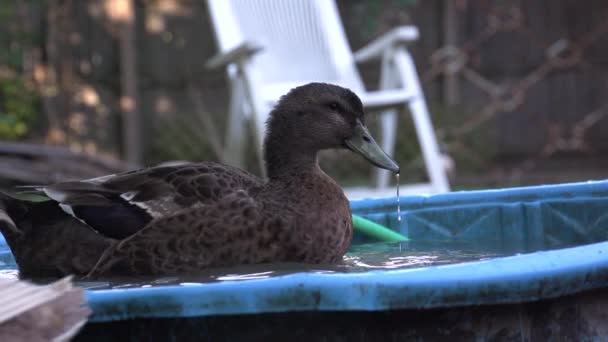 Svart Anka Tvätta Sig Hink Fylld Med Vatten Och Rengöringsfjädrar — Stockvideo