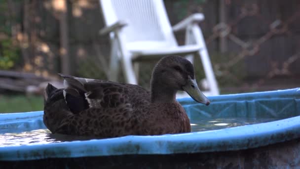 家禽洗澡录像 鸭打水慢动作录像 黑鸭在水桶中洗澡和清洗羽毛 — 图库视频影像