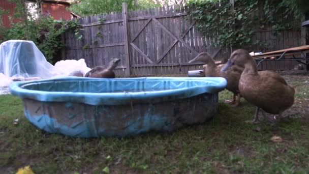 Six Black Ducks Bathing Foraging Backyard Poultry Video Domestic Pet — Vídeos de Stock