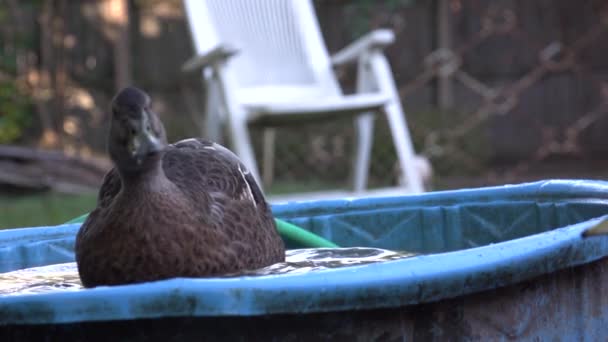 Slow Motion Duck Playing Water Video Poultry Bathing Black Duck — стоковое видео