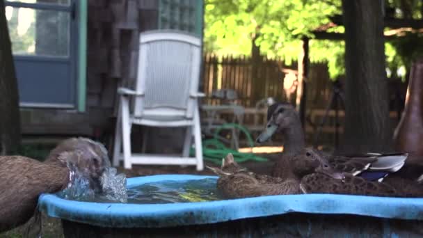 Three Black Ducks Washing Themselves Bucket Water Cleaning Feathers Video — Stockvideo