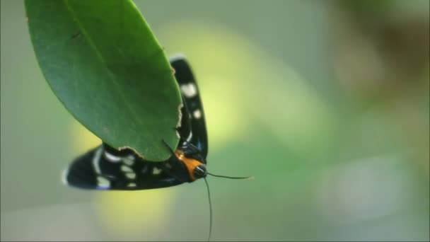 Mariposa Negra Posada Una Planta Rama — Vídeos de Stock