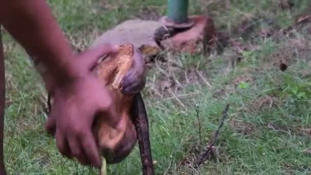 生产椰子油的过程中 农民用锋利的铁棍剥去椰子 紧紧抓住工人的手剥去干椰子果 — 图库视频影像