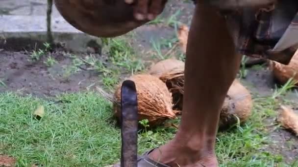 Farmář Loupající Kokos Ostrým Železným Prutem Zblízka Dělnické Ruky Loupající — Stock video