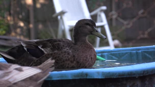 Černá Kachna Pije Kbelíku Vody Video Kde Koupe Drůbež Zpomalená — Stock video