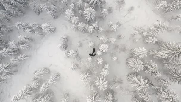 High Drone Footage Two Elks Snowy Forest — Stockvideo