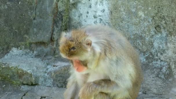 Smutná Makaque Opice Sedí Skále Soulu Grand Park Zoo Detailní — Stock video