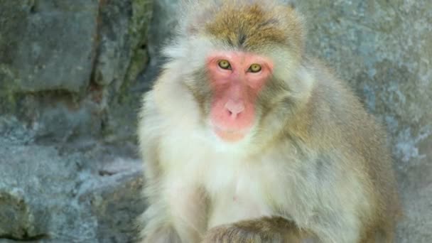 Lone Macaque Monkey Zit Een Rots Seoul Grand Park Zoo — Stockvideo