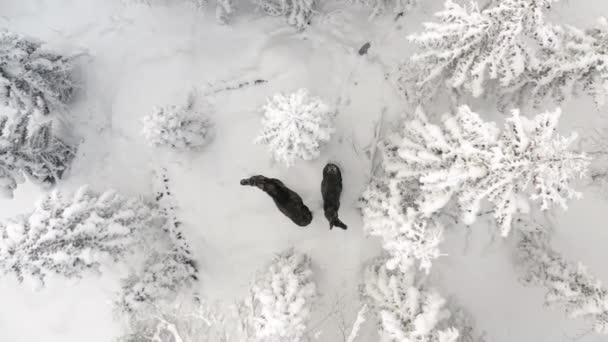 Ascending Drone Footage Two Elks Snowy Forest — Video Stock
